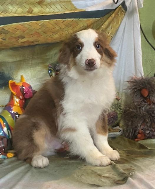 Australian Shepherd