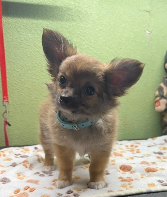 Chihuahua