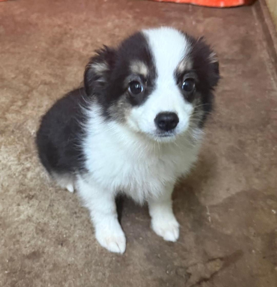 Darcy