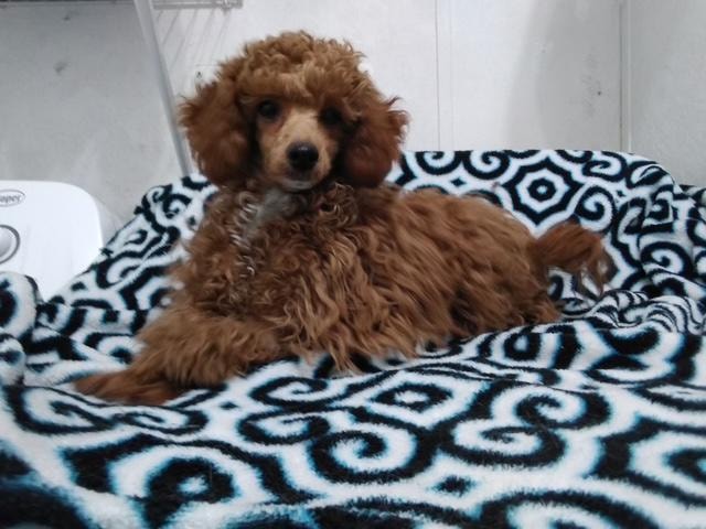Poodle