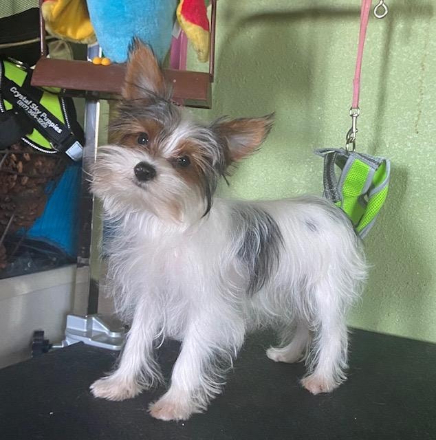 Yorkie